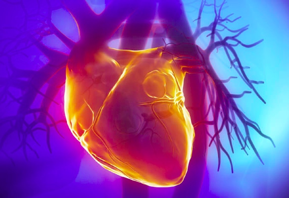 Автори визначали взаємозв'язок між гормональними змінами і вираженістю жирової тканини серця...