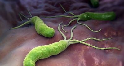 Новые возможности дигидропиридинов в терапии инфекций, вызванных  Helicobacter pylori.