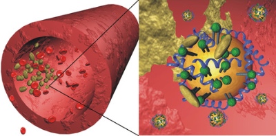 Авторы исследования предлагают использование точной доставки статинов в атеросклеротическую бляшку с помощью наночастиц